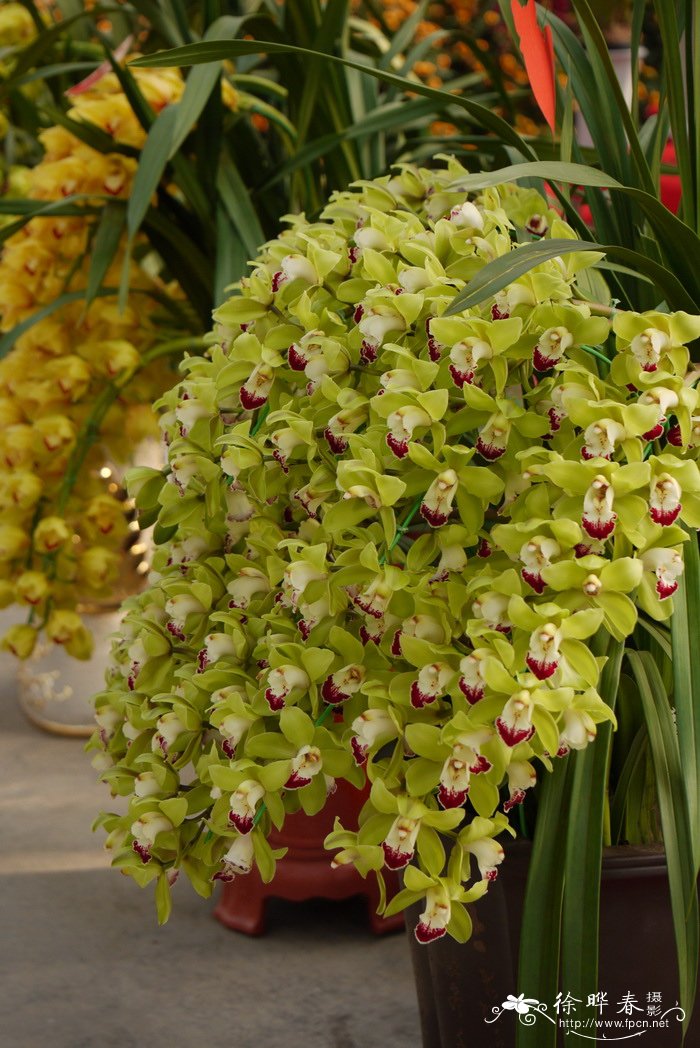 大花蕙兰Cymbidium hybrid 大花蕙兰Cymbidium hybrid