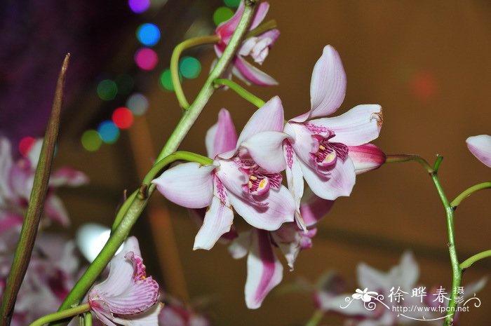 美花兰Cymbidium insigne 美花兰Cymbidium insigne