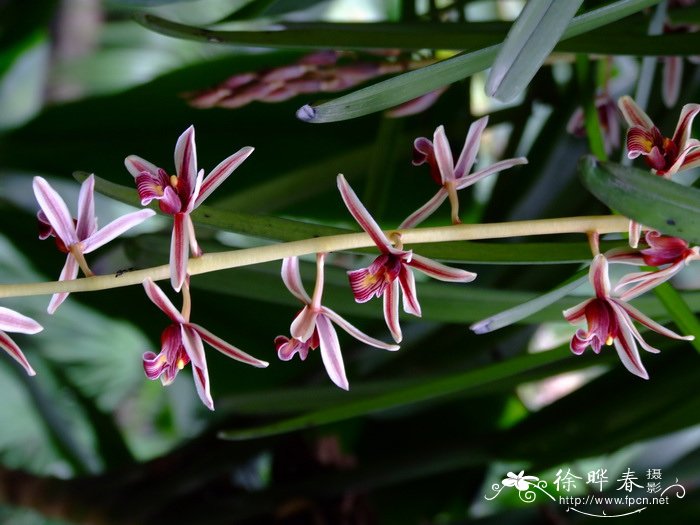 硬叶兰 Cymbidium mannii 硬叶兰 Cymbidium mannii