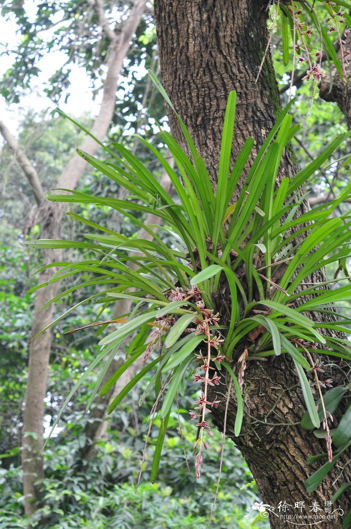 硬叶兰 Cymbidium mannii 硬叶兰 Cymbidium mannii