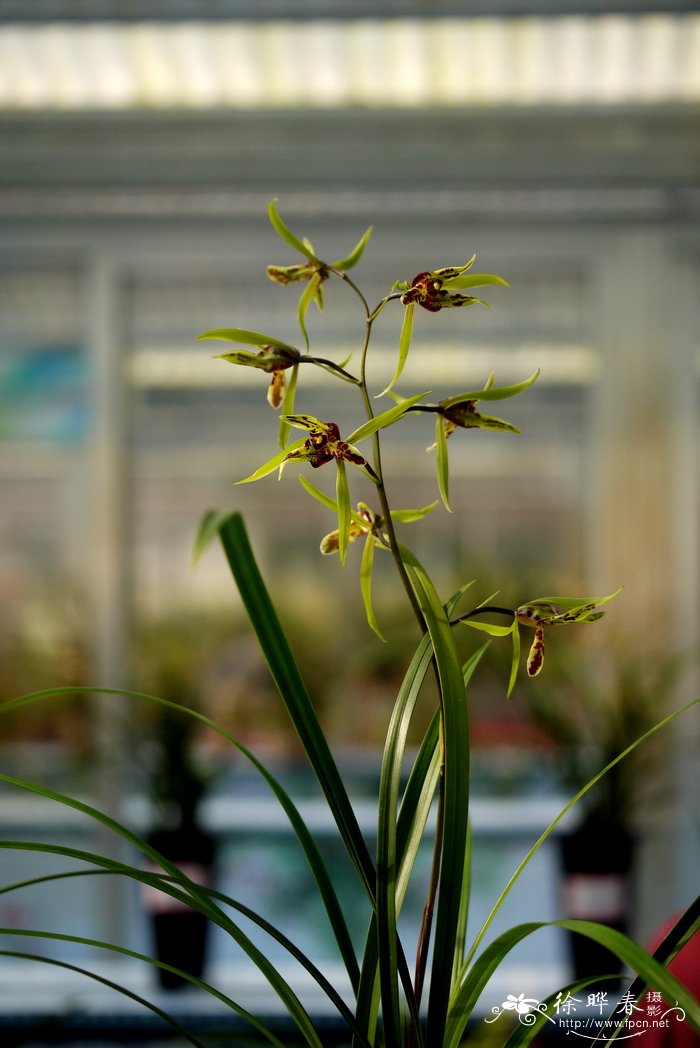 寒兰Cymbidium kanran