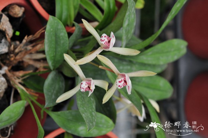 兔耳兰Cymbidium lancifolium 兔耳兰Cymbidium lancifolium
