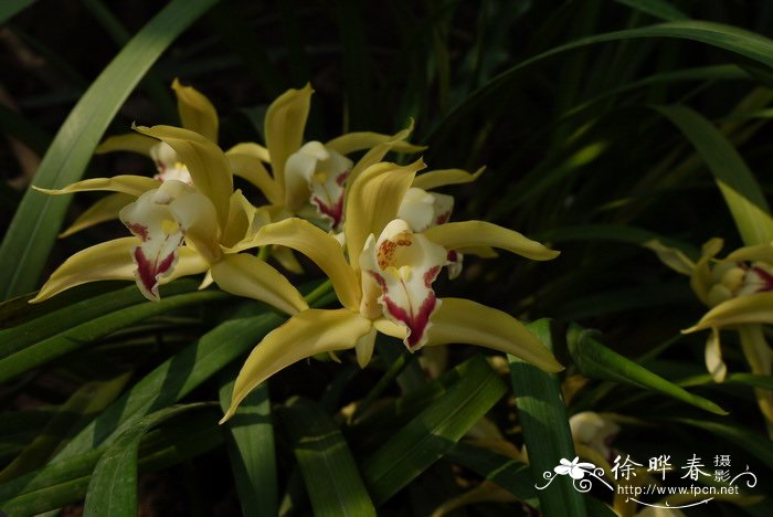 碧玉兰Cymbidium lowianum 碧玉兰Cymbidium lowianum