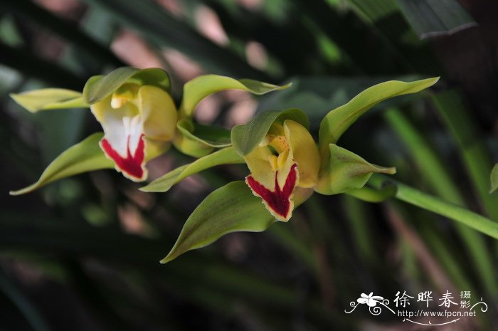 碧玉兰Cymbidium lowianum 碧玉兰Cymbidium lowianum