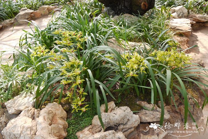 碧玉兰Cymbidium lowianum