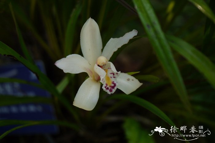 大雪兰Cymbidium mastersii 大雪兰Cymbidium mastersii
