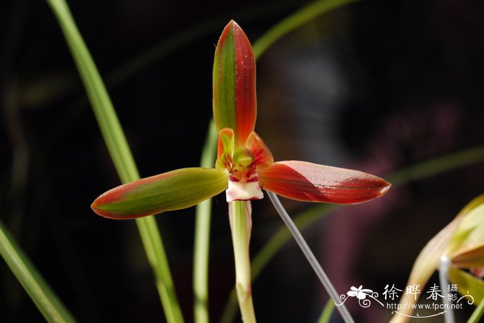 豆瓣兰Cymbidium serratum 豆瓣兰Cymbidium serratum