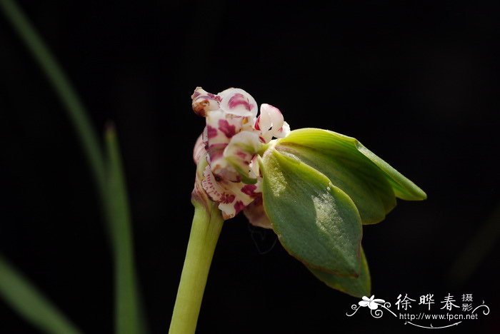 豆瓣兰Cymbidium serratum 豆瓣兰Cymbidium serratum