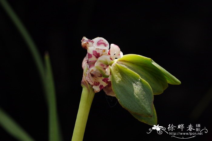 豆瓣兰Cymbidium serratum