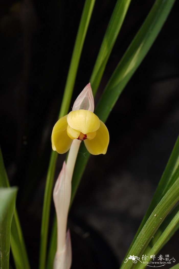 豆瓣兰Cymbidium serratum