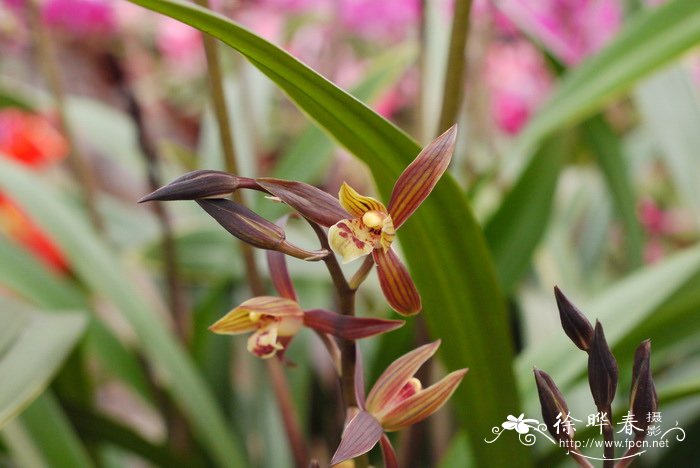 墨兰Cymbidium sinense 墨兰Cymbidium sinense