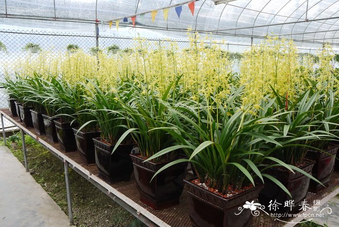 墨兰Cymbidium sinense 墨兰Cymbidium sinense