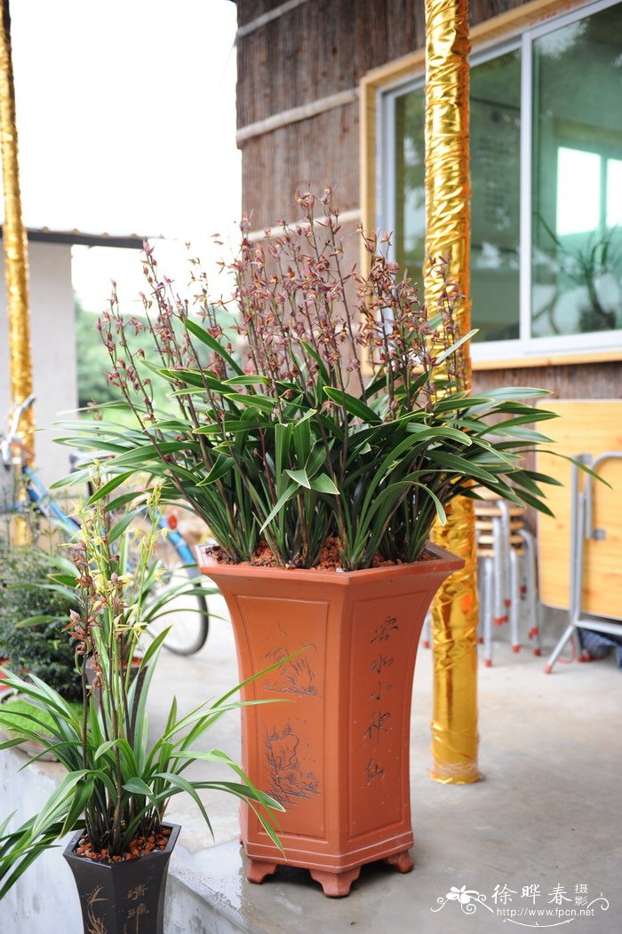 墨兰Cymbidium sinense 墨兰Cymbidium sinense