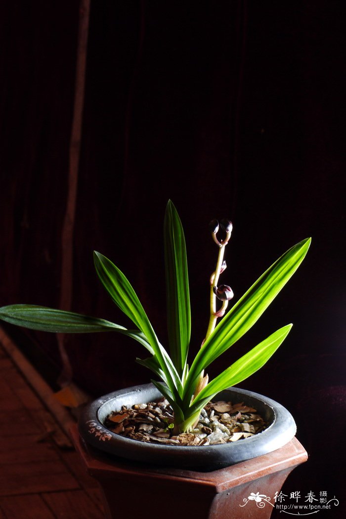 墨兰Cymbidium sinense