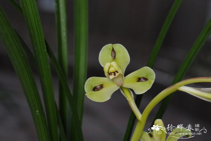 春剑Cymbidium tortisepalum var. longibracteatum