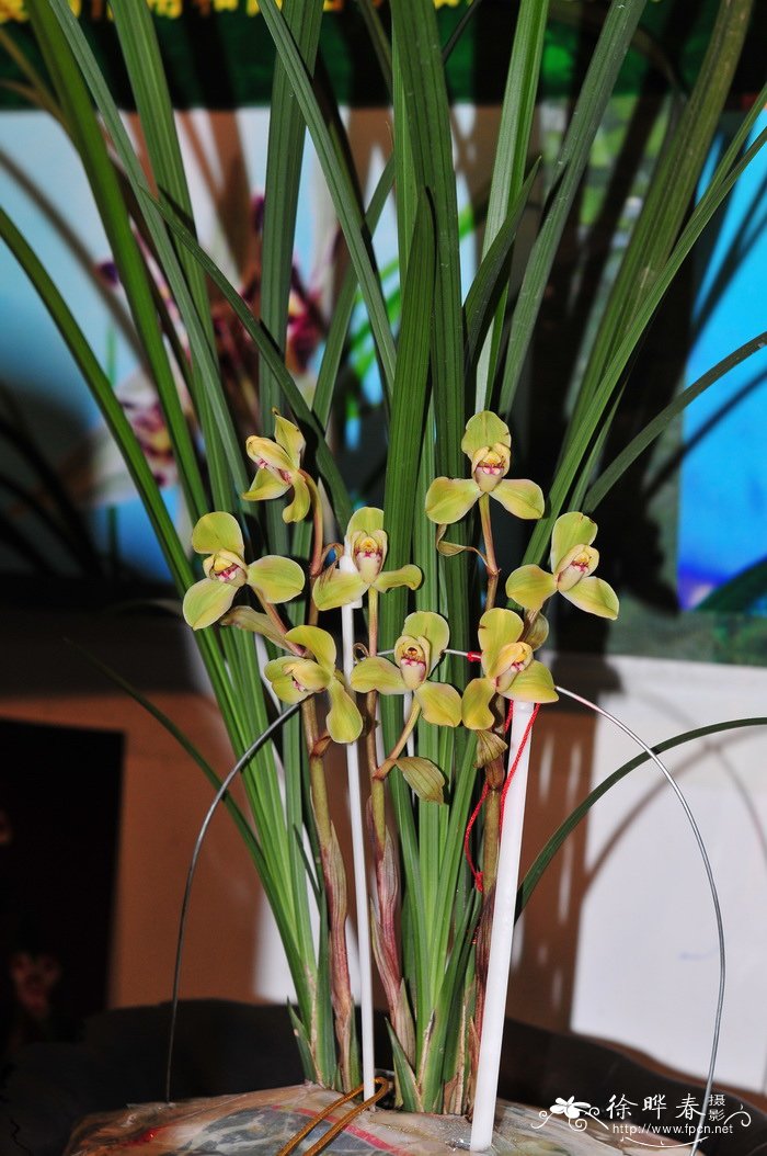 春剑Cymbidium tortisepalum var. longibracteatum