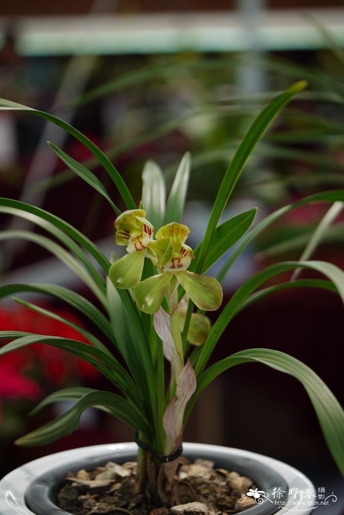 春剑Cymbidium tortisepalum var. longibracteatum