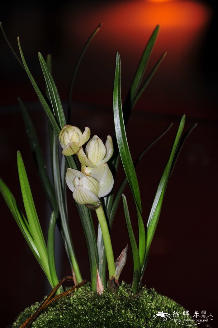 莲瓣兰Cymbidium tortisepalum