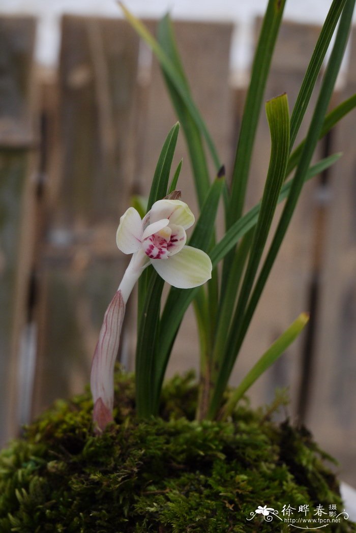 莲瓣兰Cymbidium tortisepalum