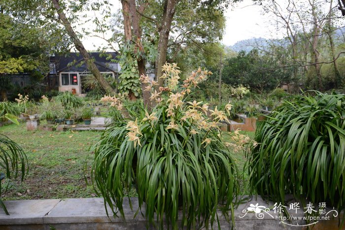 虎头兰杂交种Cymbidium tracyanum × eburneum 虎头兰杂交种Cymbidium tracyanum × eburneum