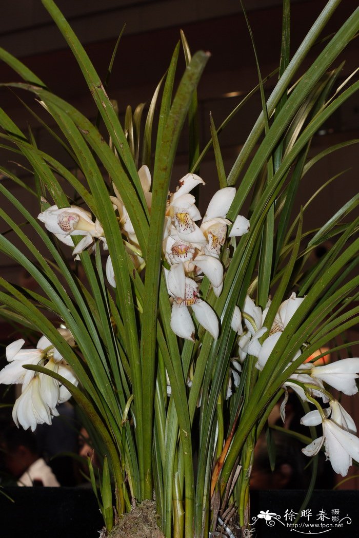 文山红柱兰 Cymbidium wenshanense