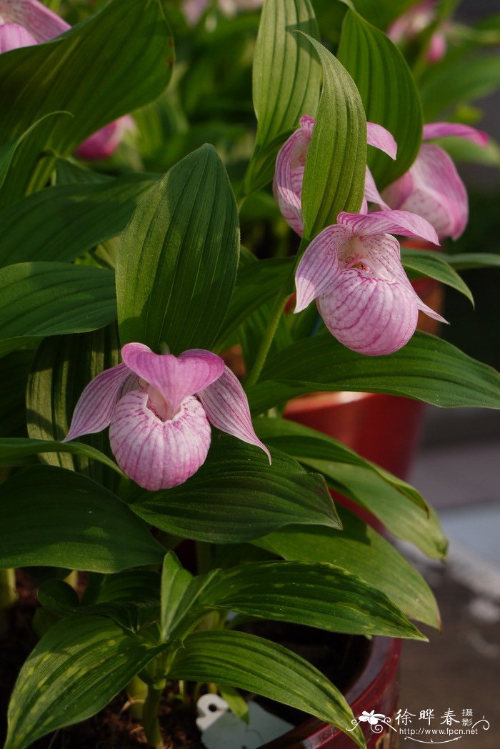 大花杓兰 Cypripedium macranthos