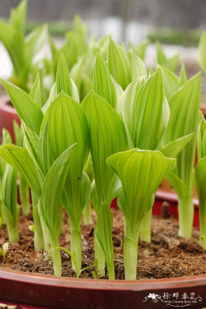 大花杓兰 Cypripedium macranthos