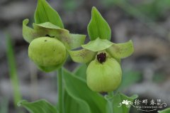 黄花杓兰Cypripedium flavum