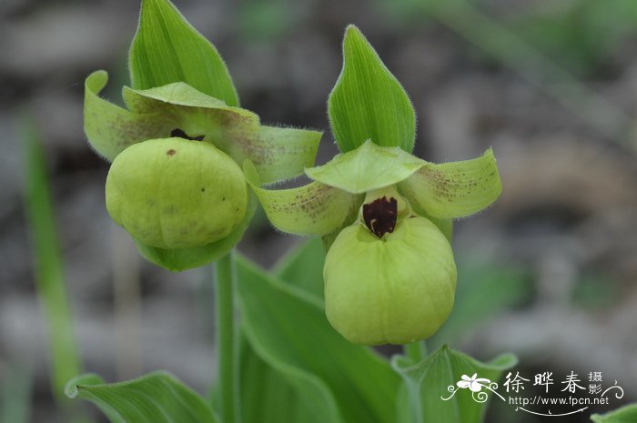黄花杓兰cypripediumflavum