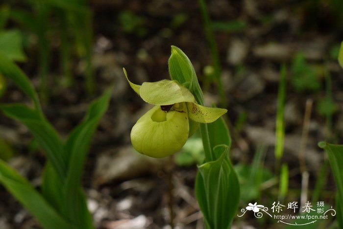 黄花杓兰cypripediumflavum