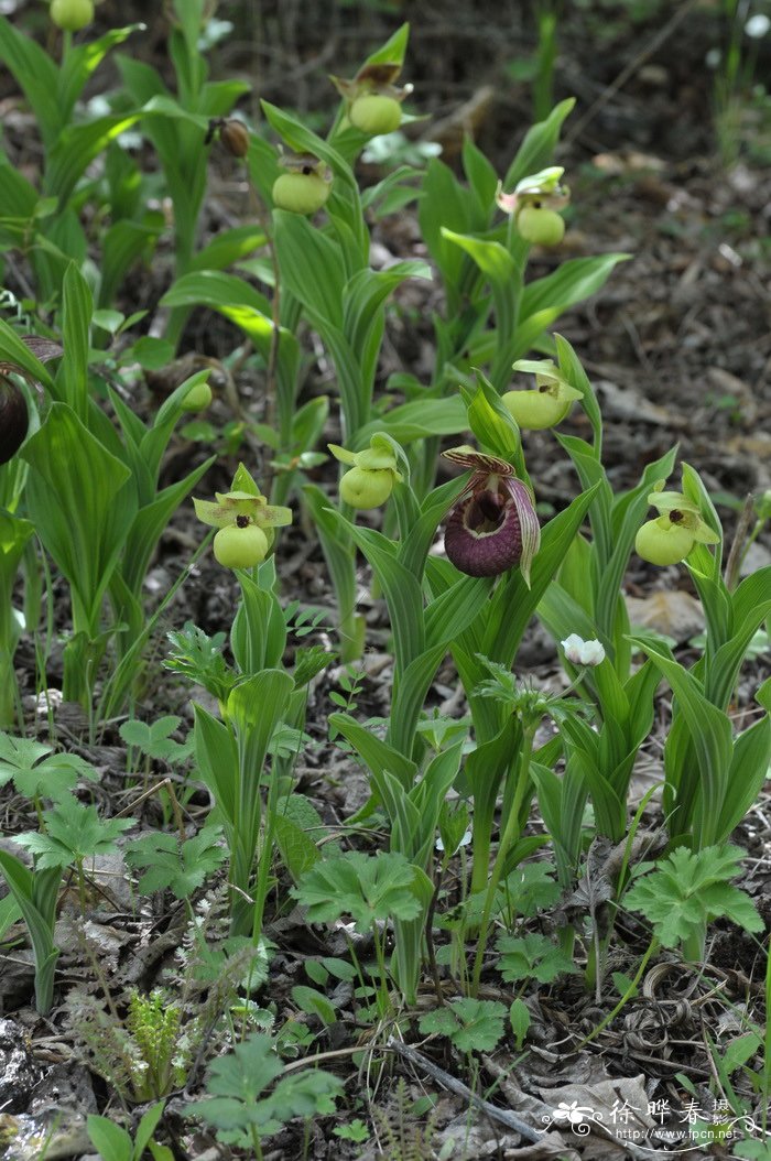 黄花杓兰Cypripedium flavum