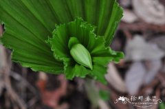 扇脉杓兰 Cypripedium japonicum