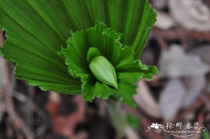 扇脉杓兰 Cypripedium japonicum 扇脉杓兰 Cypripedium japonicum
