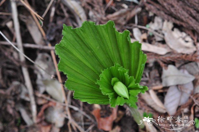 扇脉杓兰 Cypripedium japonicum