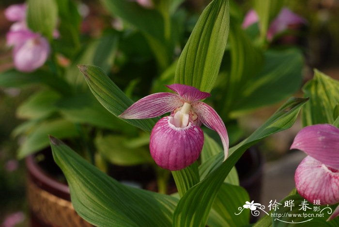 大花杓兰 Cypripedium macranthos 大花杓兰 Cypripedium macranthos