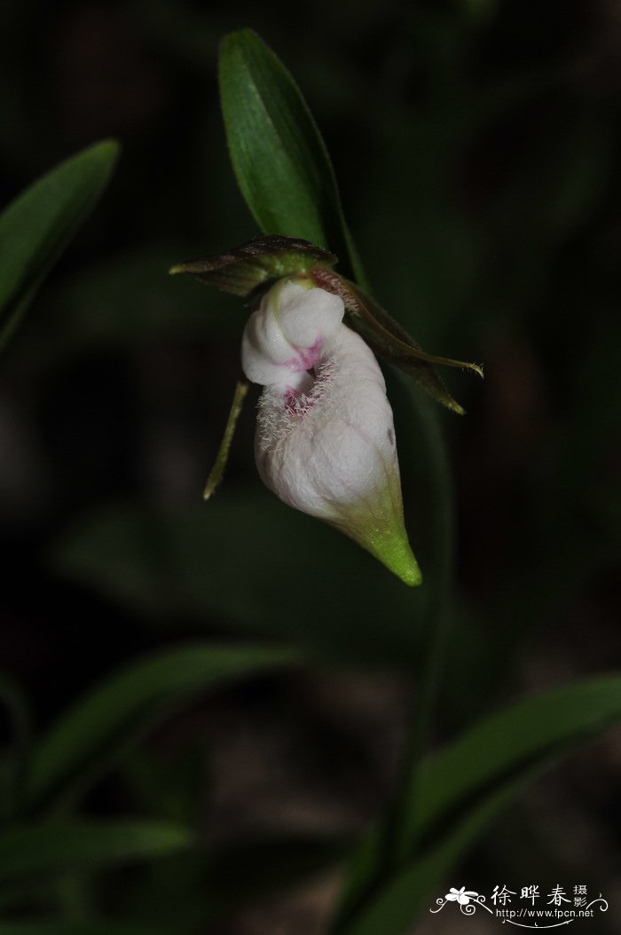 离萼杓兰Cypripedium plectrochilum 离萼杓兰Cypripedium plectrochilum