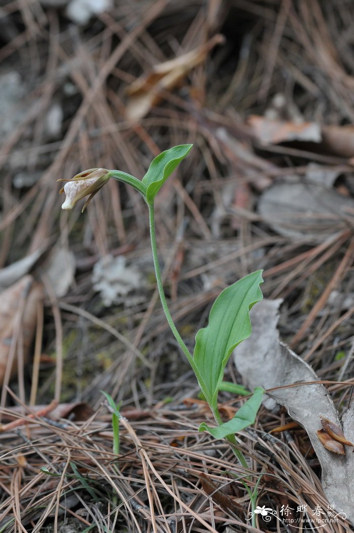 离萼杓兰Cypripedium plectrochilum