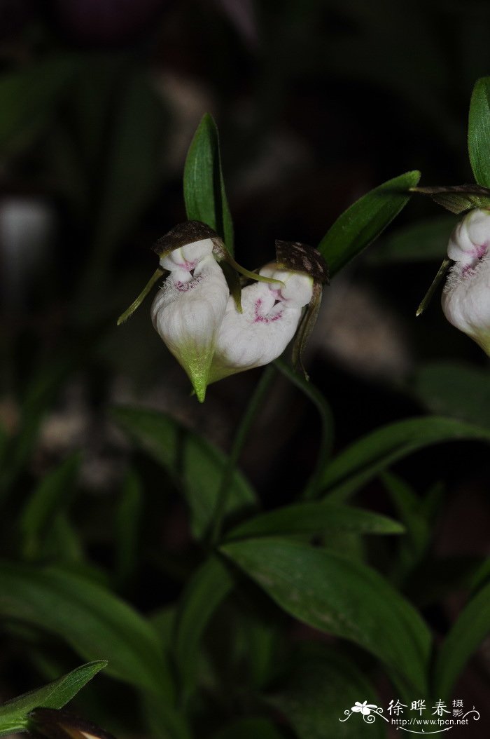 离萼杓兰Cypripedium plectrochilum