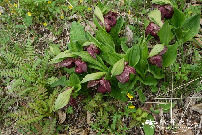 西藏杓兰Cypripedium tibeticum 西藏杓兰Cypripedium tibeticum