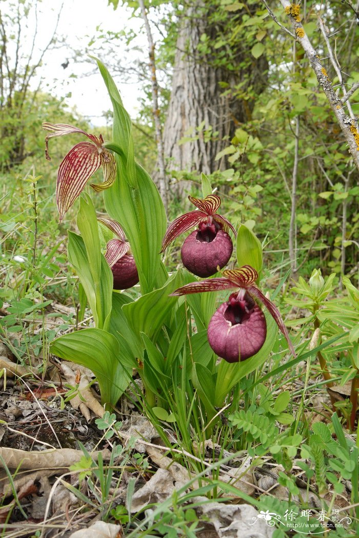 西藏杓兰Cypripedium tibeticum 西藏杓兰Cypripedium tibeticum
