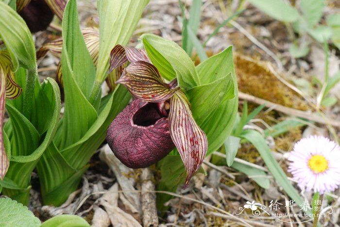 西藏杓兰Cypripedium tibeticum