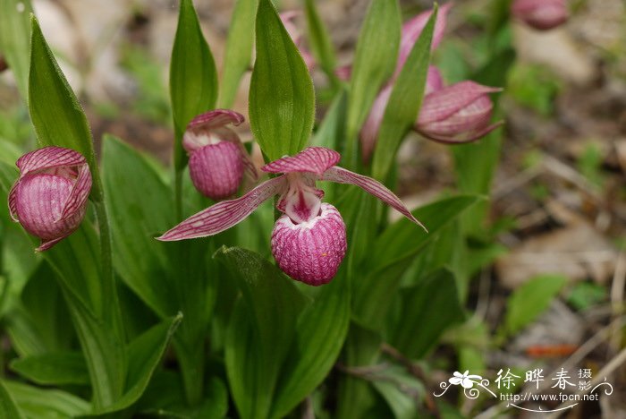 云南杓兰Cypripedium yunnanense 云南杓兰Cypripedium yunnanense