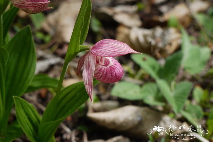 云南杓兰Cypripedium yunnanense