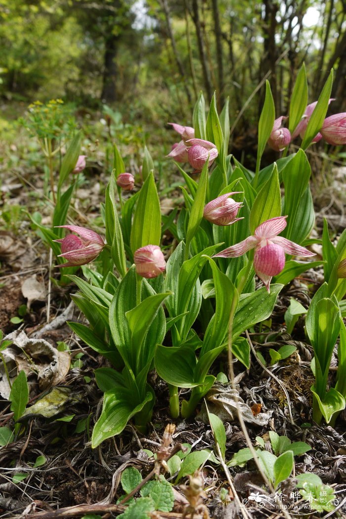 云南杓兰Cypripedium yunnanense