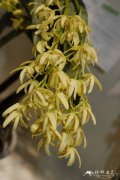 纤细石斛Dendrobium × gracillimum