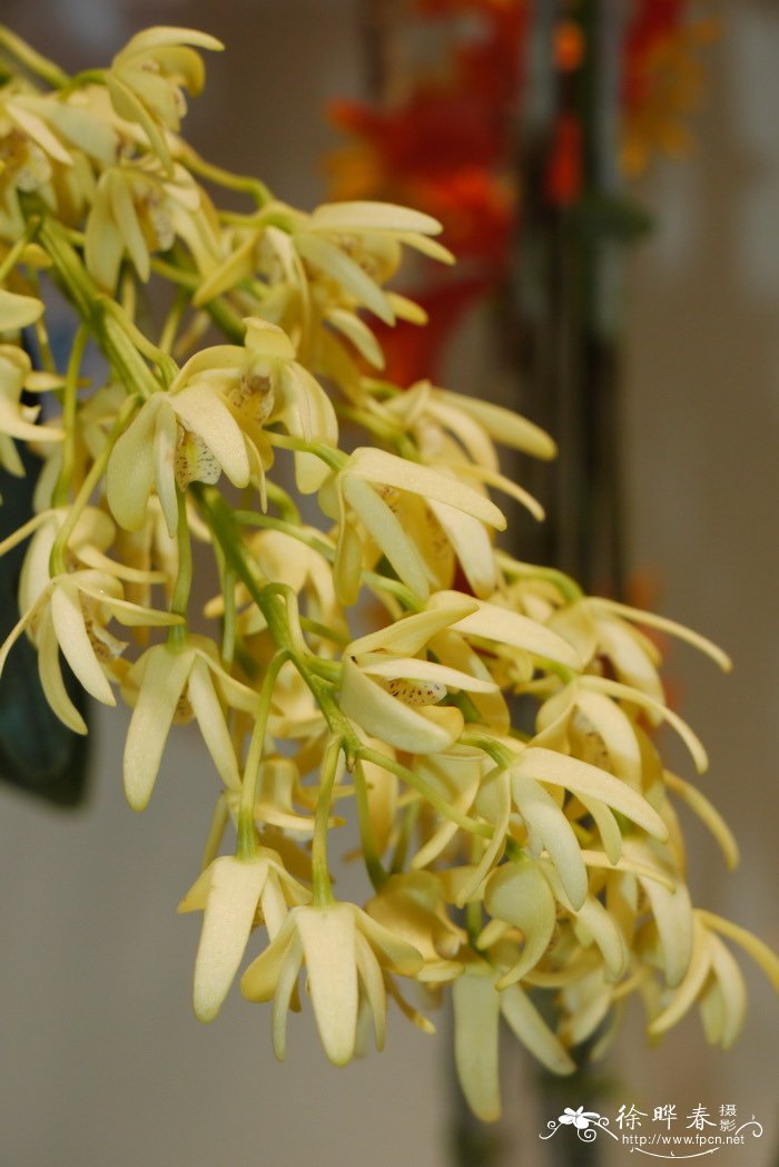 纤细石斛Dendrobium × gracillimum