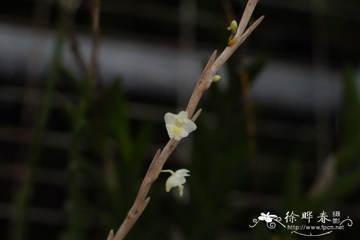 剑叶石斛 Dendrobium acinaciforme