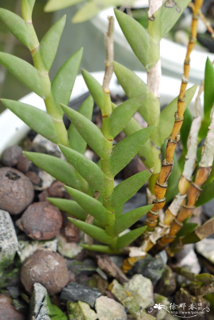 剑叶石斛 dendrobium acinaciforme