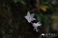 钩状石斛 Dendrobium aduncum