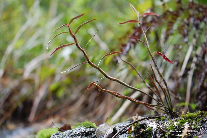 钩状石斛 Dendrobium aduncum